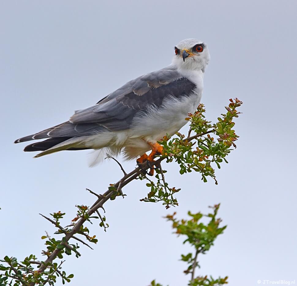 Een zwartschouder grijze wouw in het Addo Elephant National Park