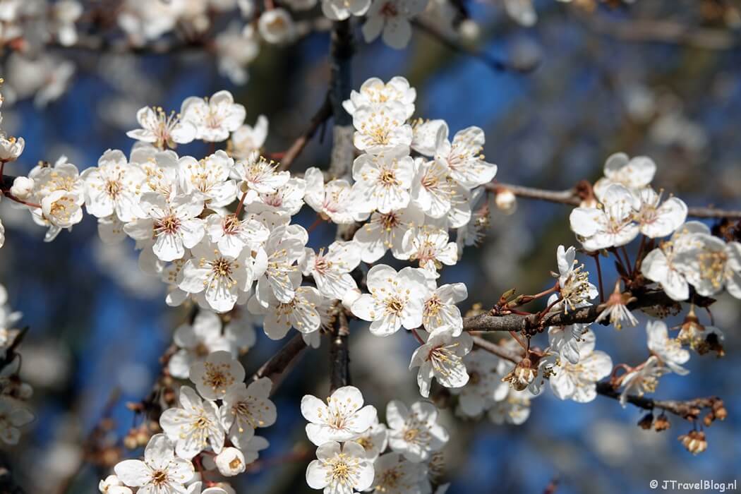 Amberbloesem in Bijbelse Tuin Hoofddorp