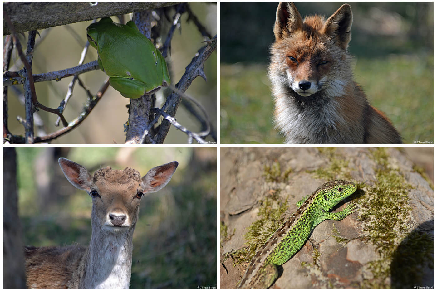 Een wandeling in de Amsterdamse Waterleidingduinen, april 2020