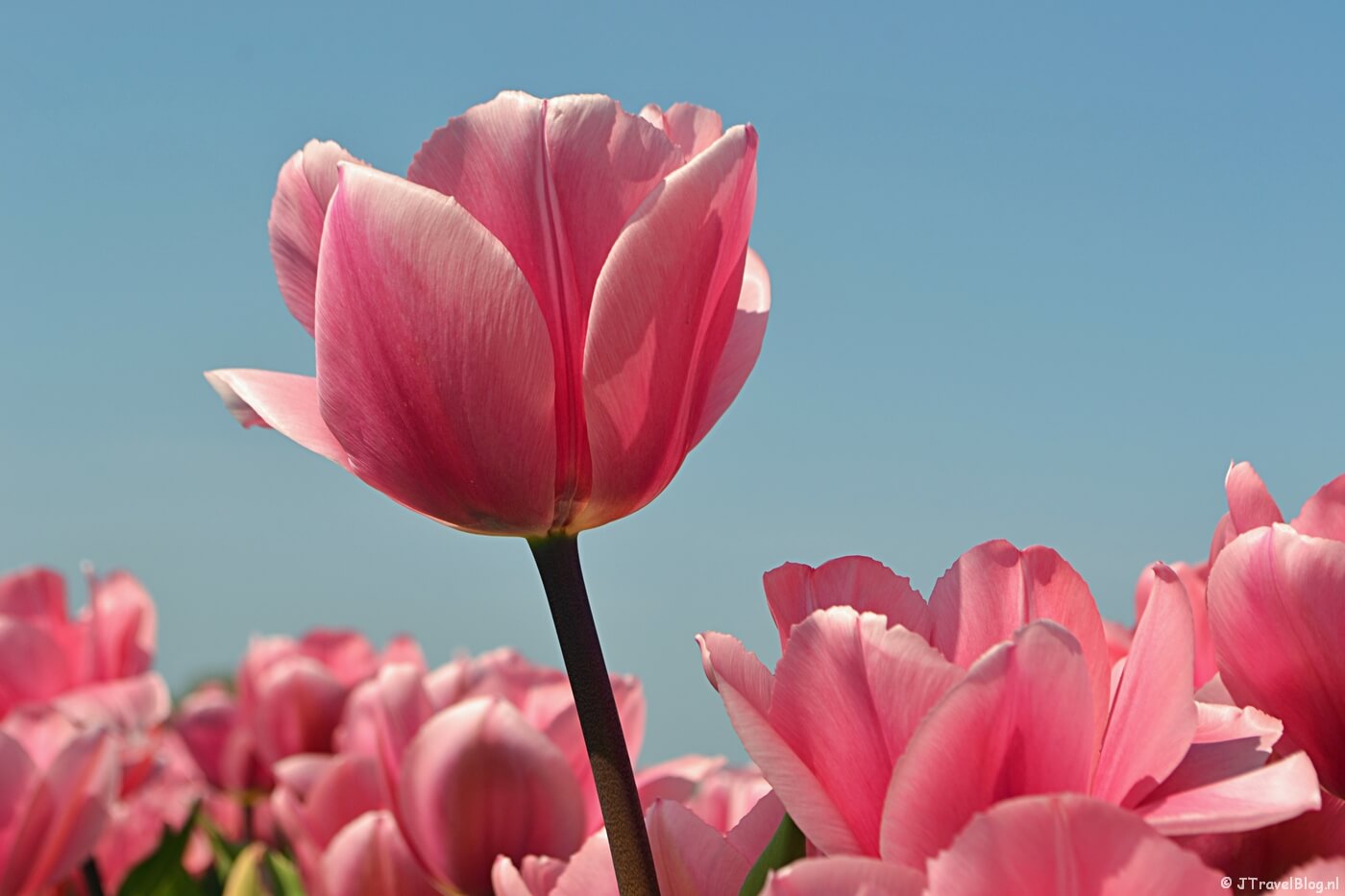 De Bollenstreek, april 2020
