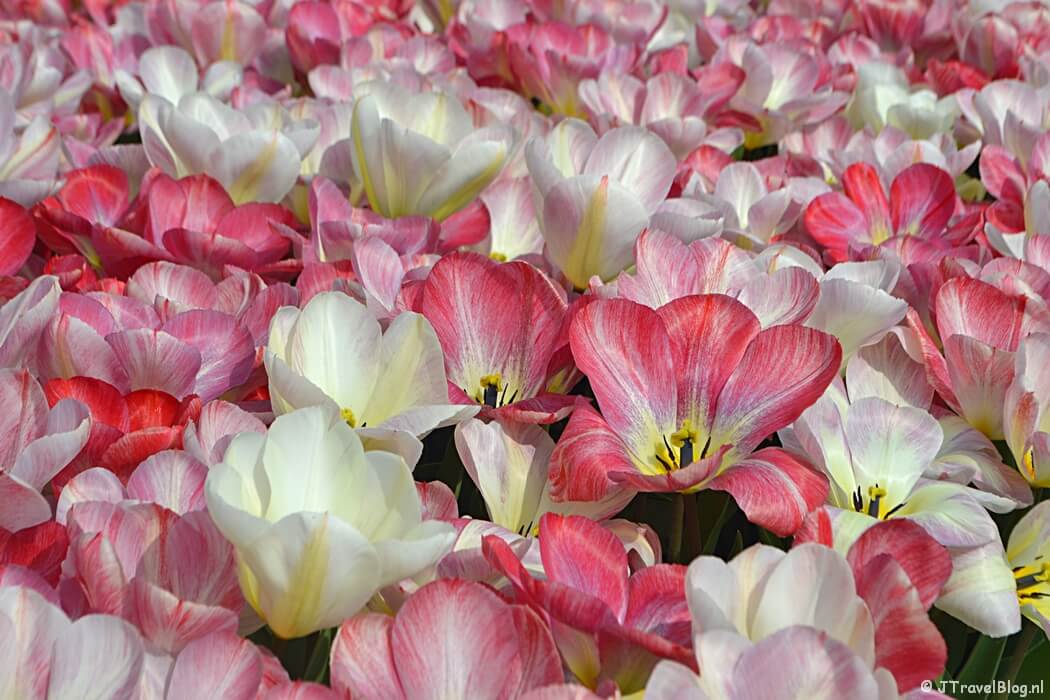 April 2021: Tulpen in De Zilk/Bollenstreek
