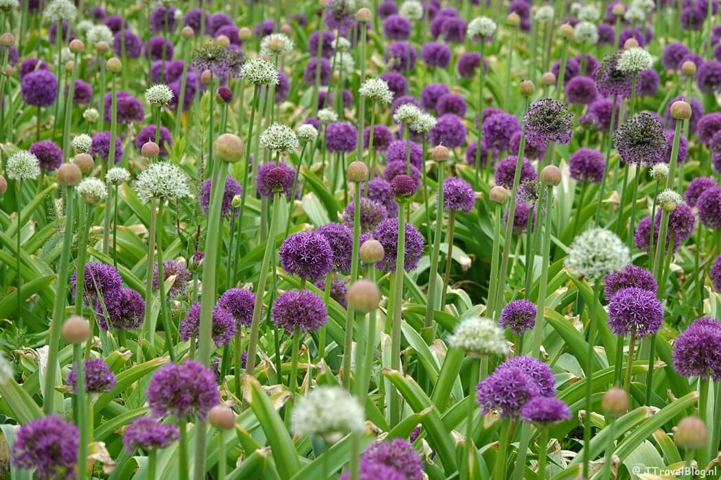 Arboretum op de Floriade Expo 2022 in Almere