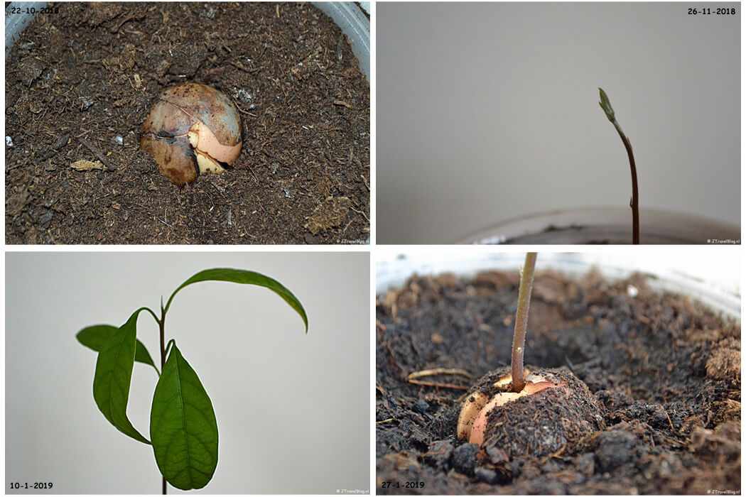 Het kweken van mijn avocadoplant in 2018 en 2019