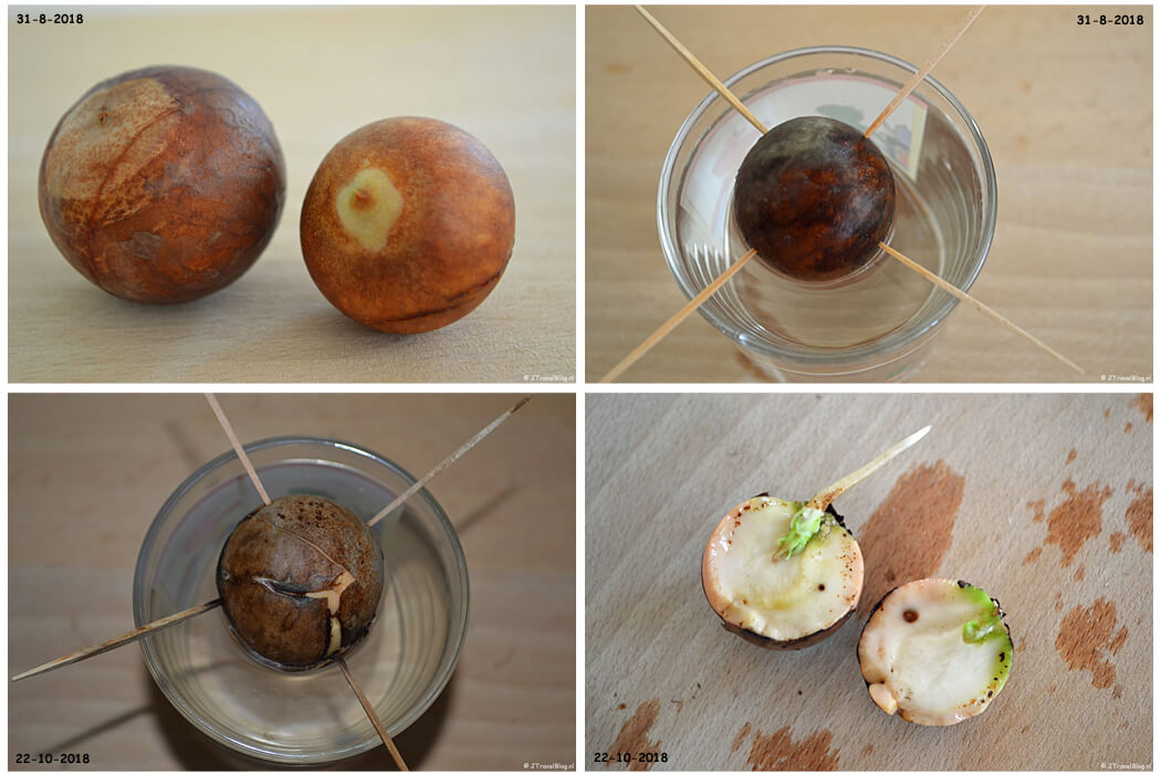Het kweken van mijn avocadoplant in 2018