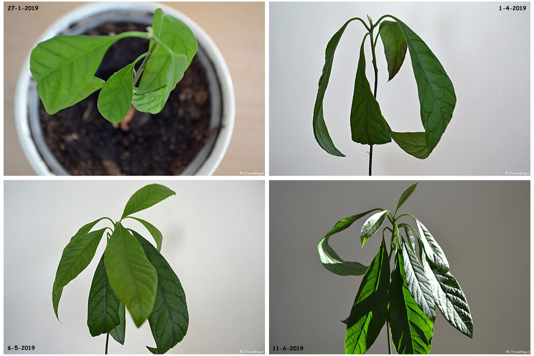 Het kweken van mijn avocadoplant in 2019