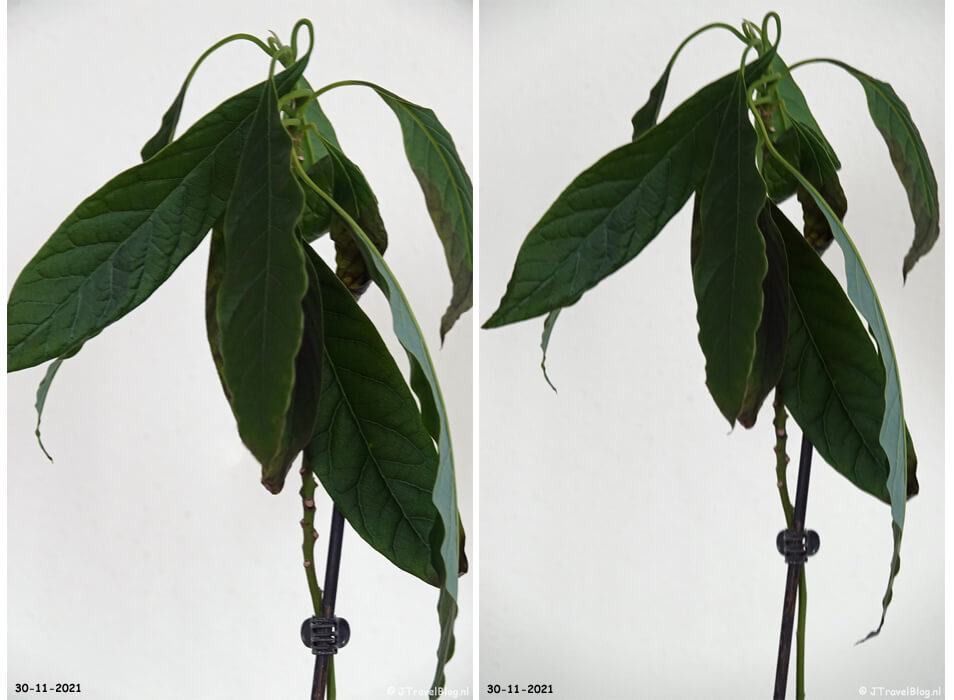 Het kweken van mijn avocadoplant in 2021