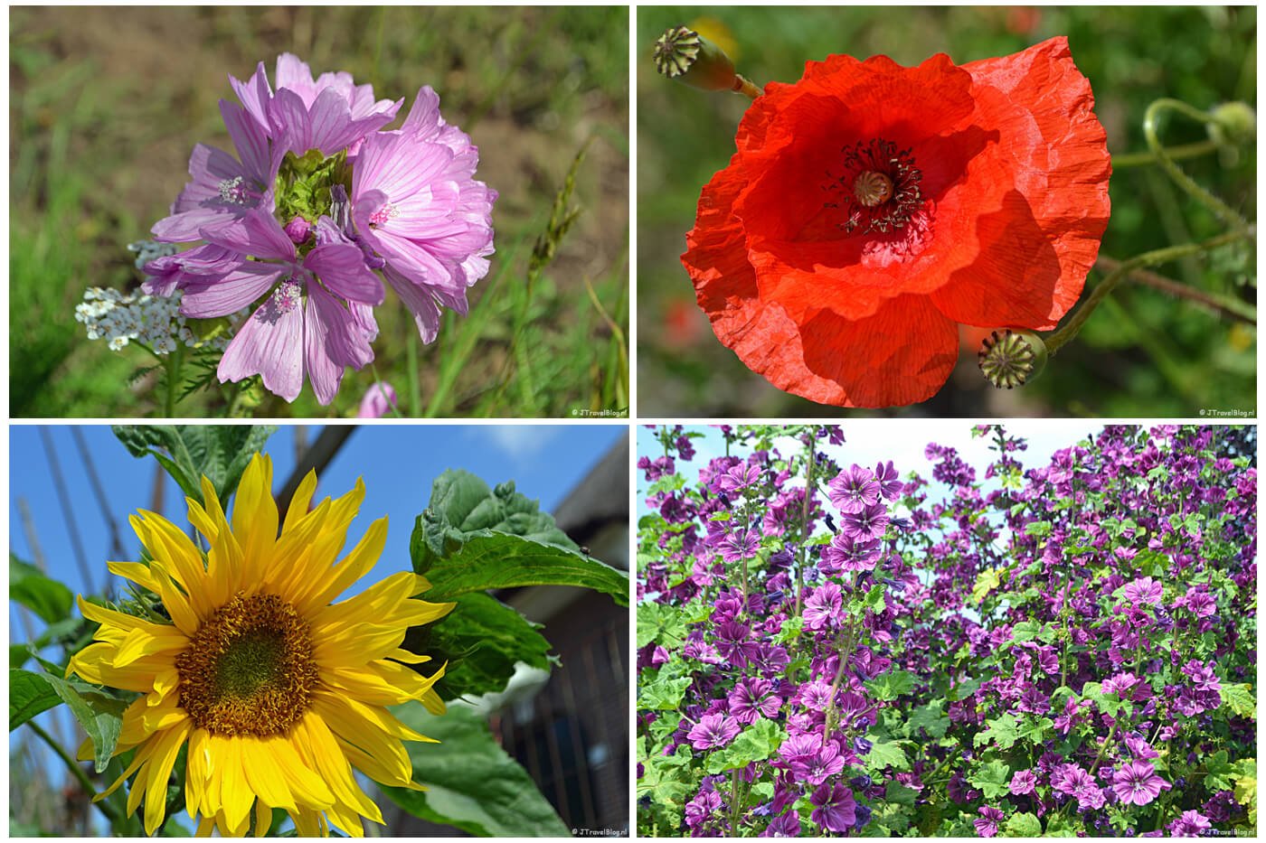 Bloemen die ik tegenkwam tijdens mijn wandeling rond Nijkerk