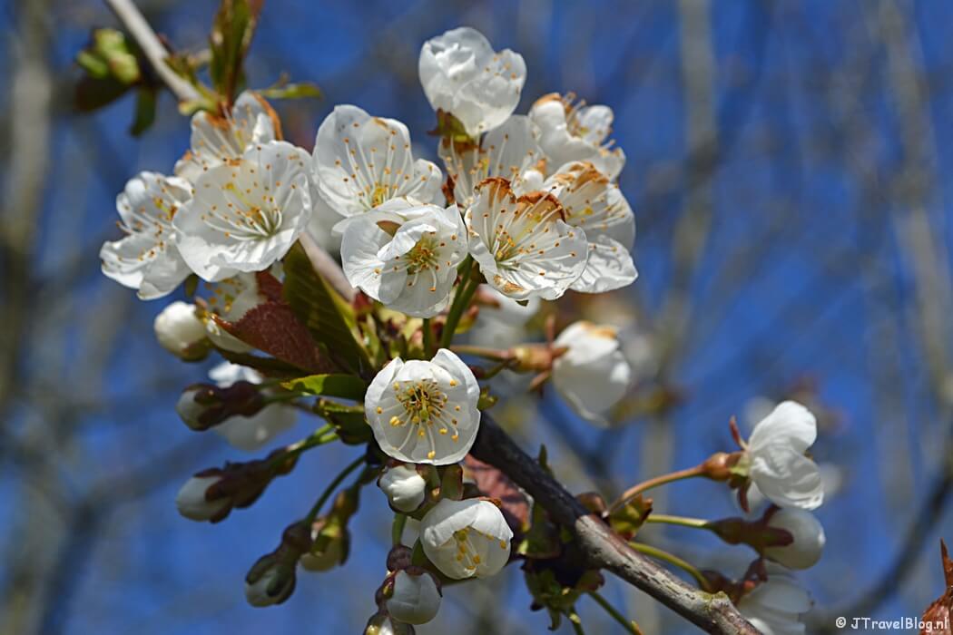 Bloesem in Recreatiegebied Groene Weelde tijdens de Trage Tocht Vijfhuizen