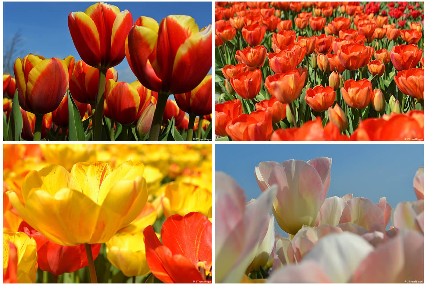 Twee bezoekjes aan de Bollenstreek, april 2020
