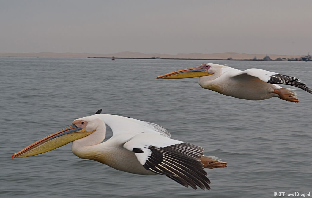 Bootcruise vanuit Walvis Bay in Namibië