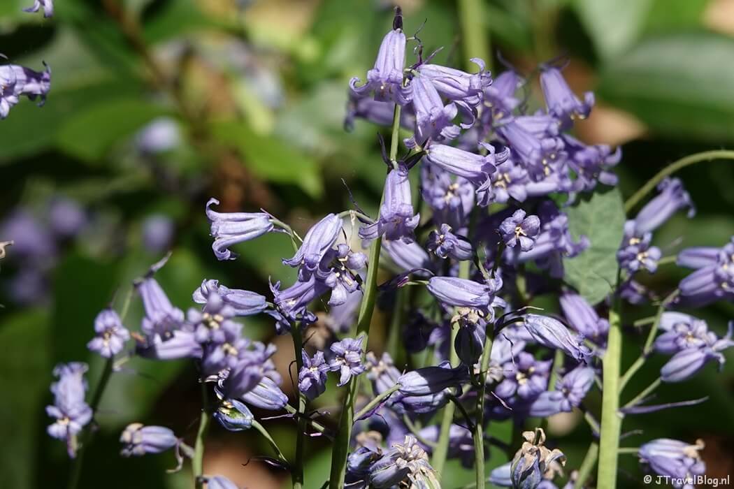 Boshyacinten op Landgoed Duinvliet tijdens de Trage Tocht Haarlem