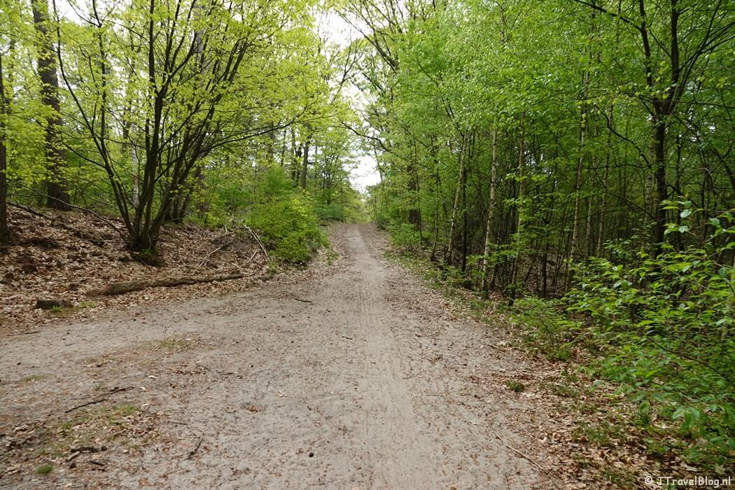 Het Zandenbos tijdens de 14e etappe van het Westerborkpad