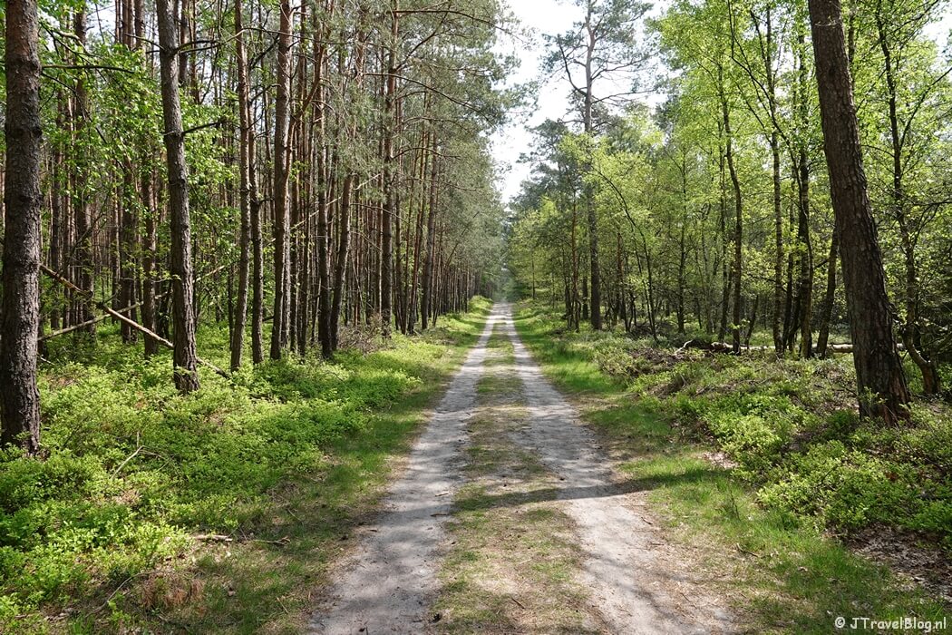 Bospad naar het Verscholen Dorp tijdens de 14e etappe van het Westerborkpad