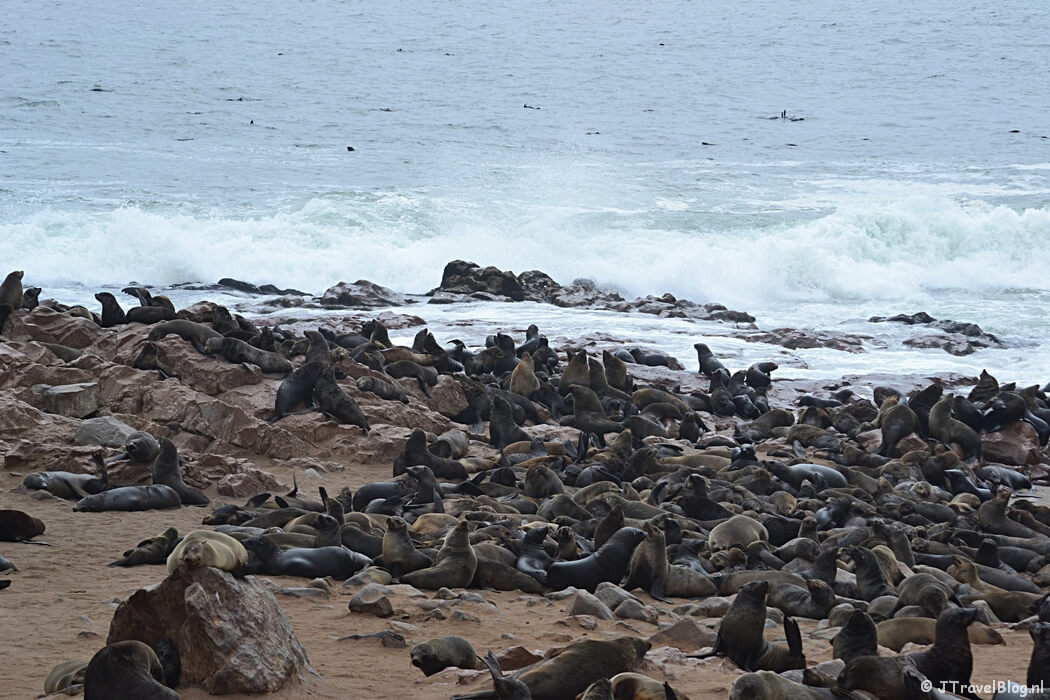 De zeehonden bij Cape Cross in Namibië