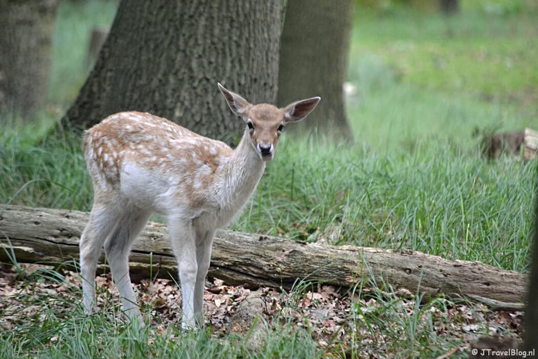 Een damhert in de Amsterdamse Waterleidingduinen