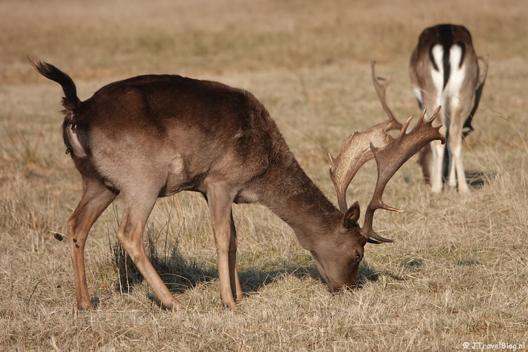 Een poepend damhert in de Amsterdamse Waterleidingduinen