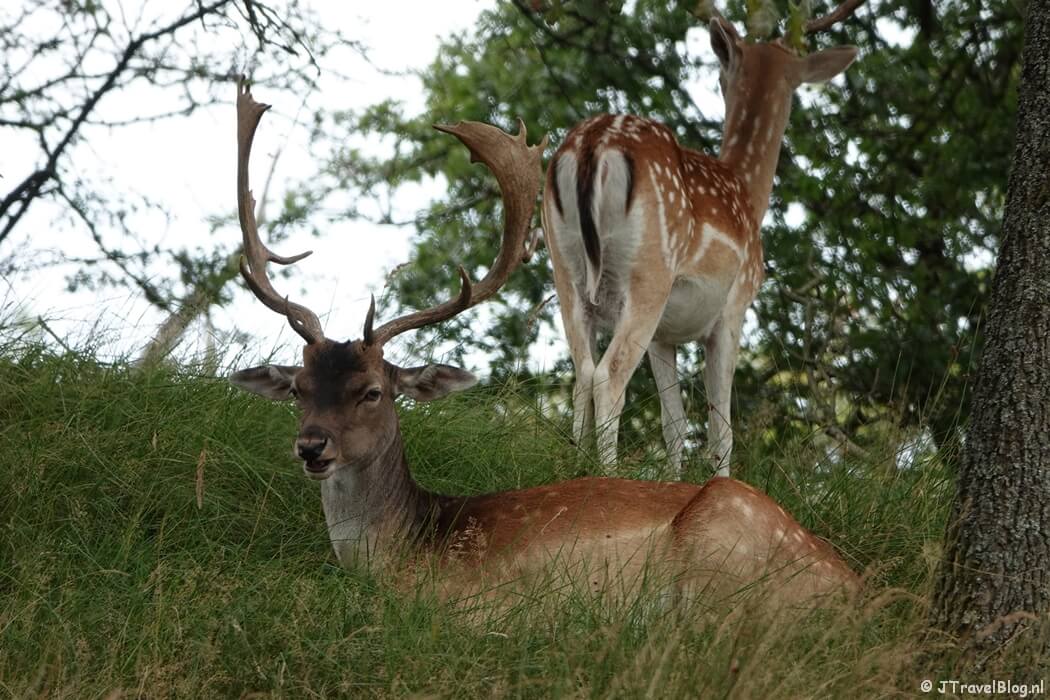 Damherten in de Amsterdamse Waterleidingduinen