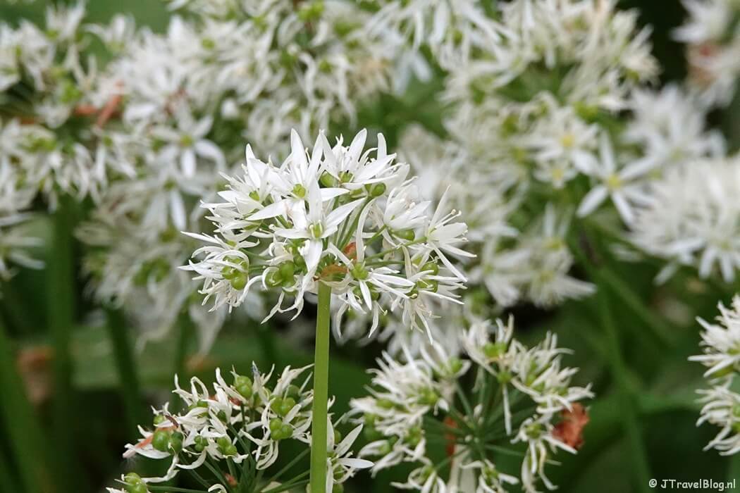 Daslook op Buitenplaats Elswout tijdens de Trage Tocht Haarlem