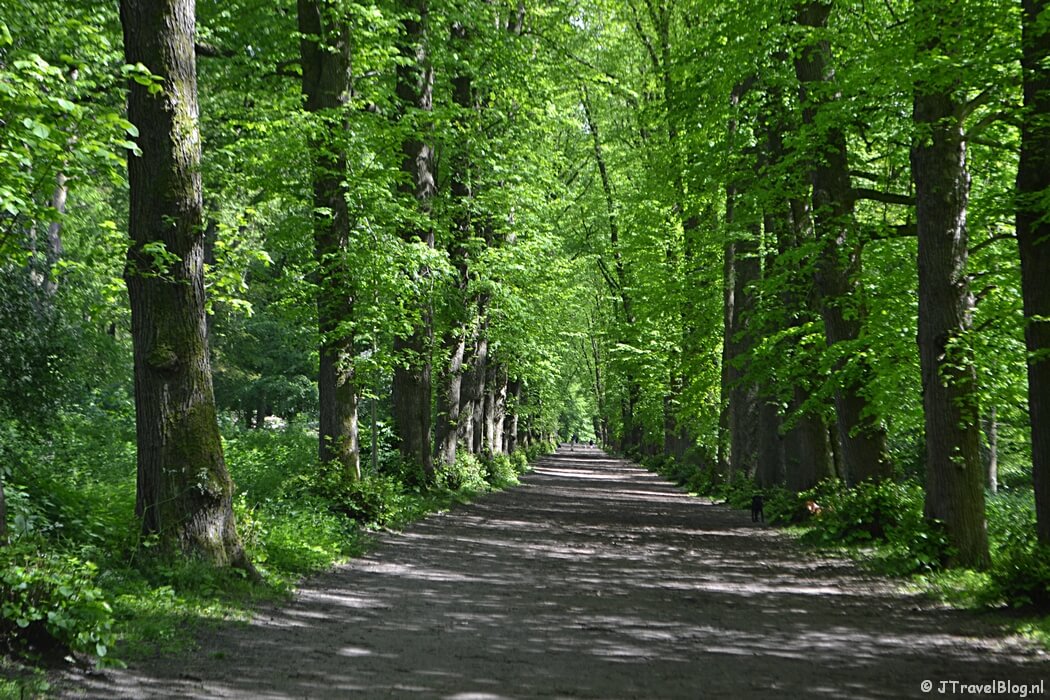 De Adriennelaan in de lente in Wandelbos Groenendaal in Heemstede