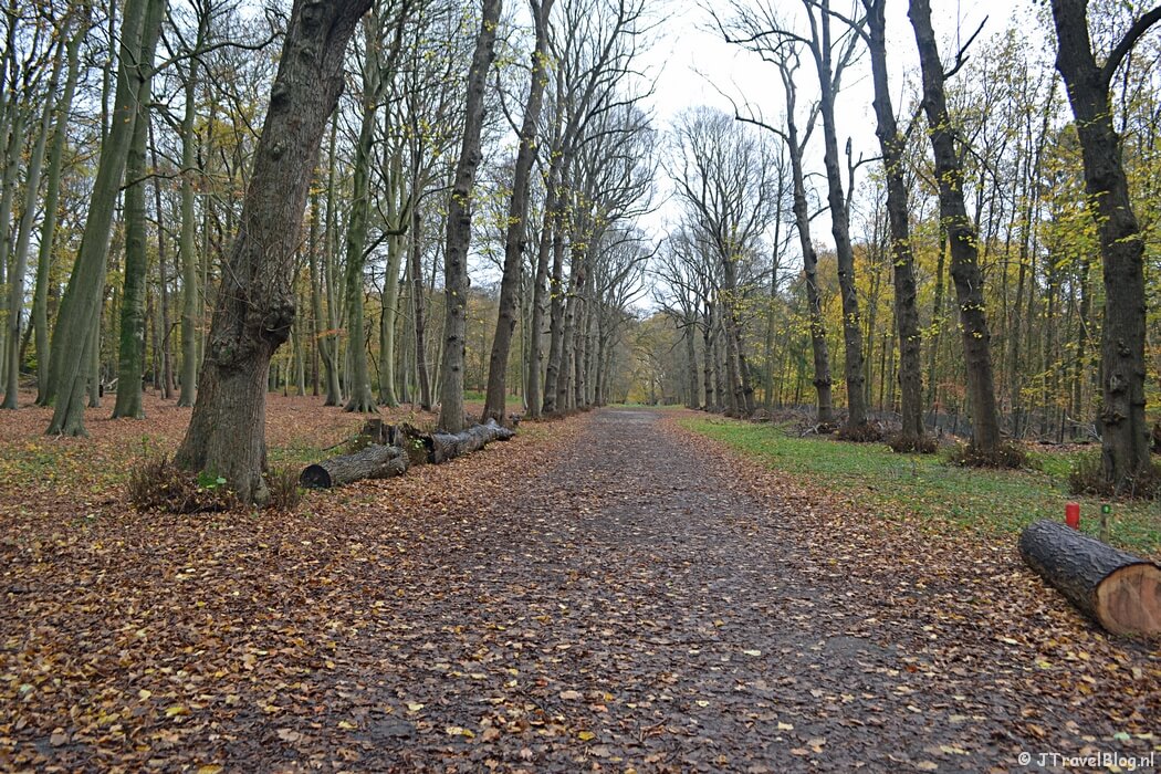 De Beukenlaan in de herfst in Wandelbos Groenendaal in Heemstede