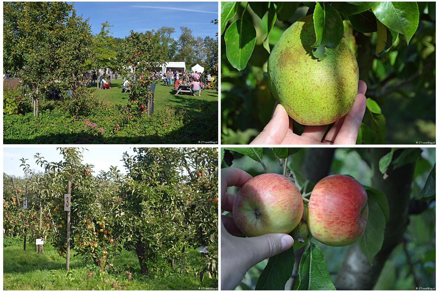 Landgoed De Olmenhorst, september 2019