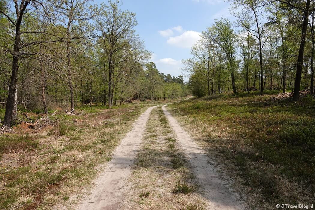 De Veluwe tijdens de 14e etappe van het Westerborkpad