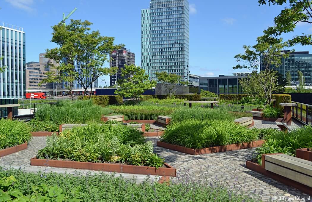De daktuin van de CIRCL tijdens mijn wandeling langs het groene deel van de Amsterdamse Zuidas
