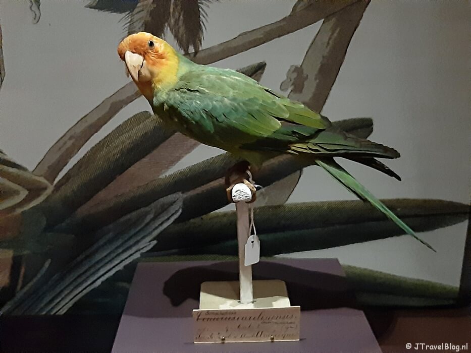De tijdelijke tentoonstelling 'Vogelpracht' in het Teylers Museum in Haarlem