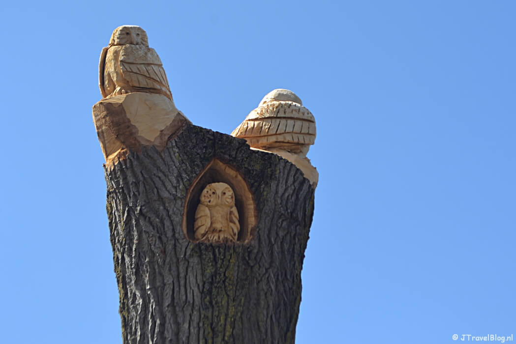 De uilen in het Haarlemmermeerse Bos in Hoofddorp tijdens de Trage Tocht Vijfhuizen