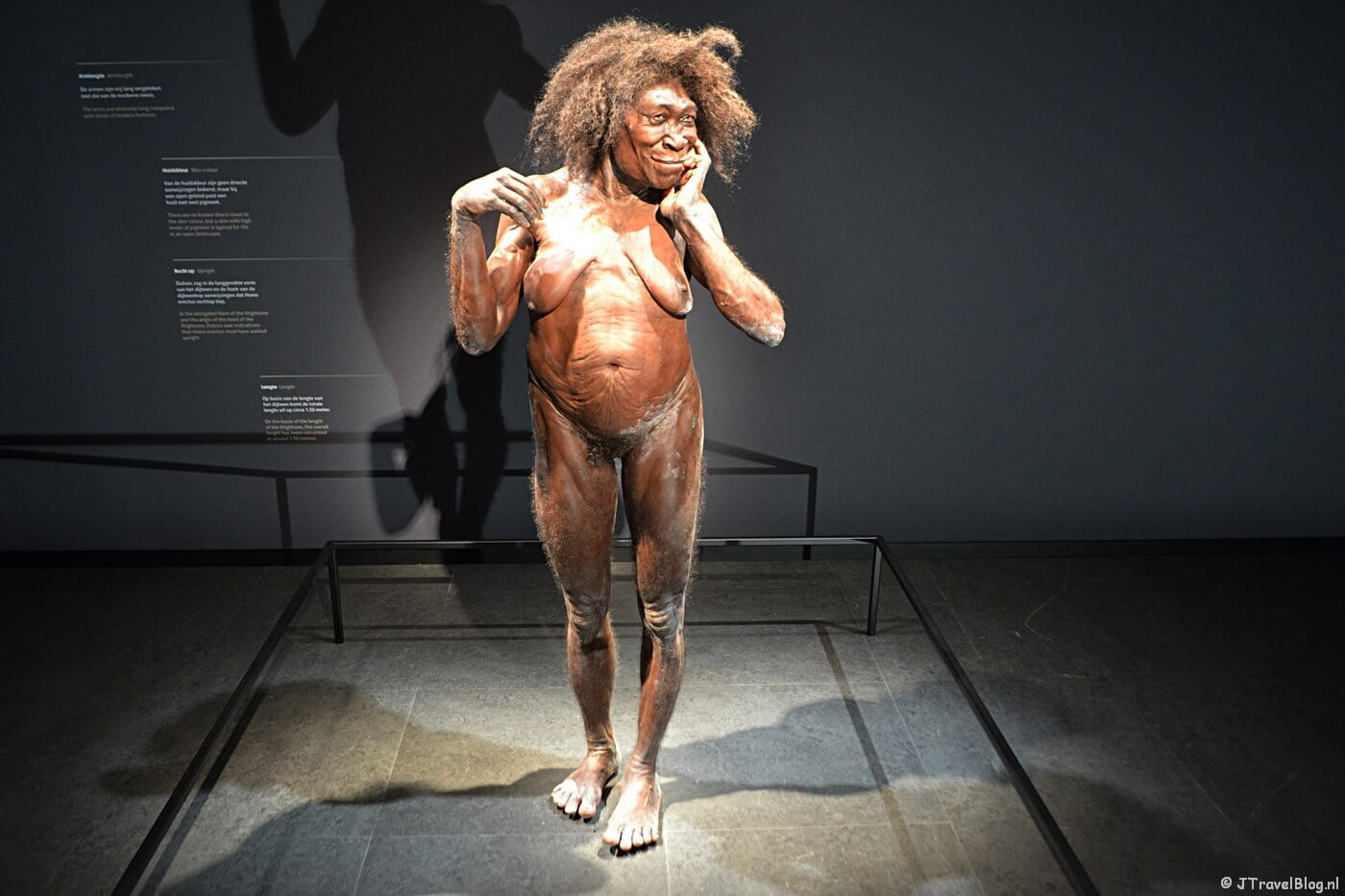 De zaal 'Vroege mens' in Naturalis in Leiden