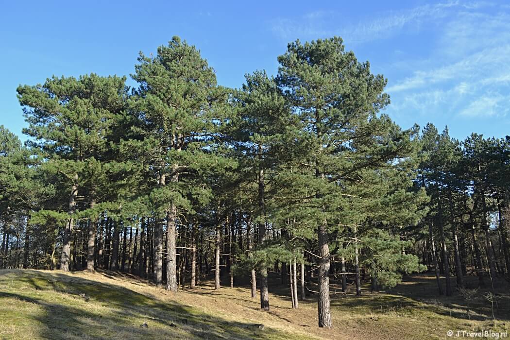 Dennenbomen tijdens de bunkerroute in de Amsterdamse Waterleidingduinen