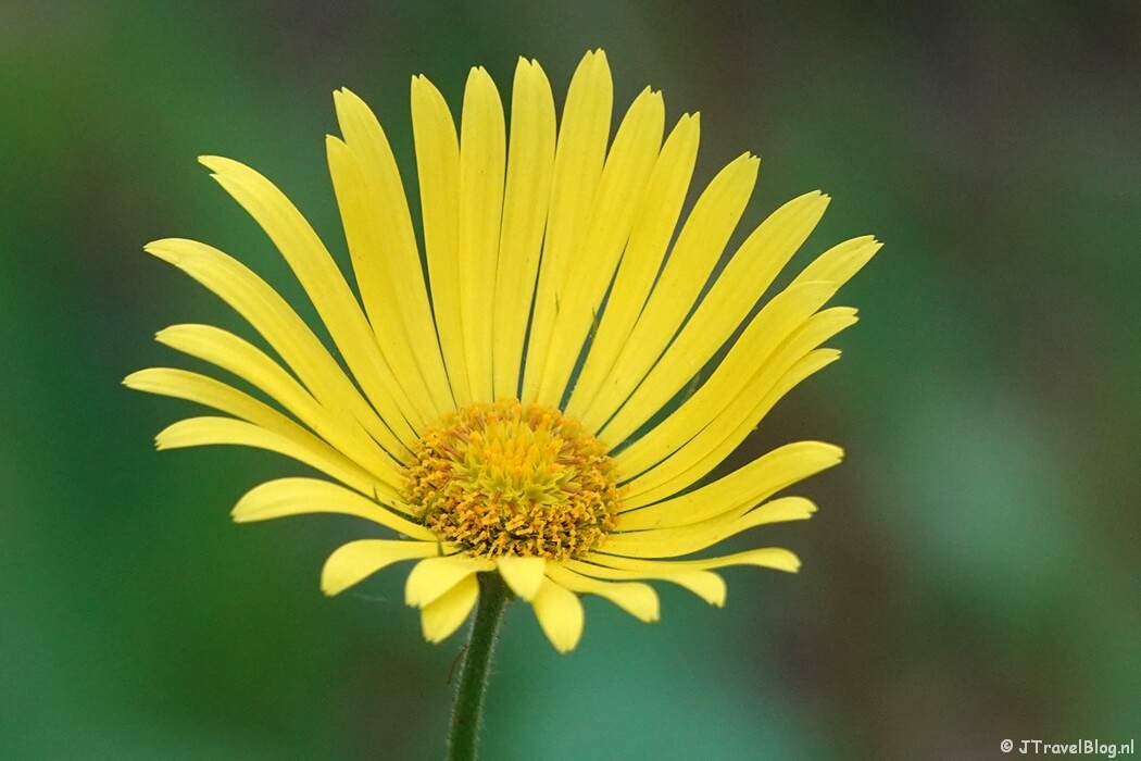 Doronicum orientale op Buitenplaats Elswout tijdens de Trage Tocht Haarlem