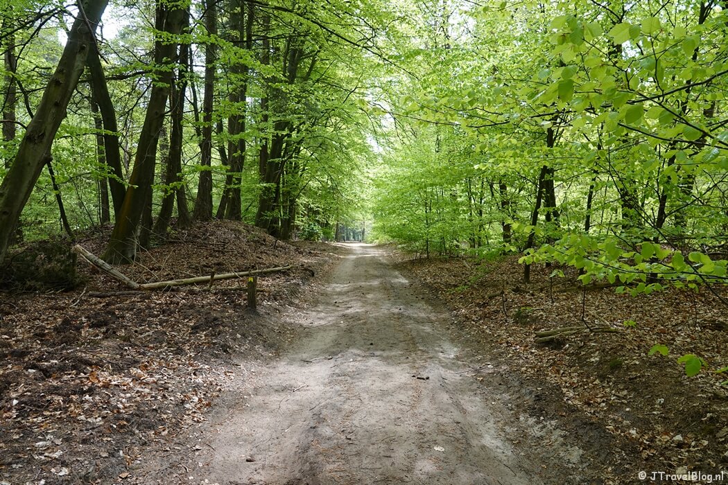 Het Zandenbos tijdens de 14e etappe van het Westerborkpad
