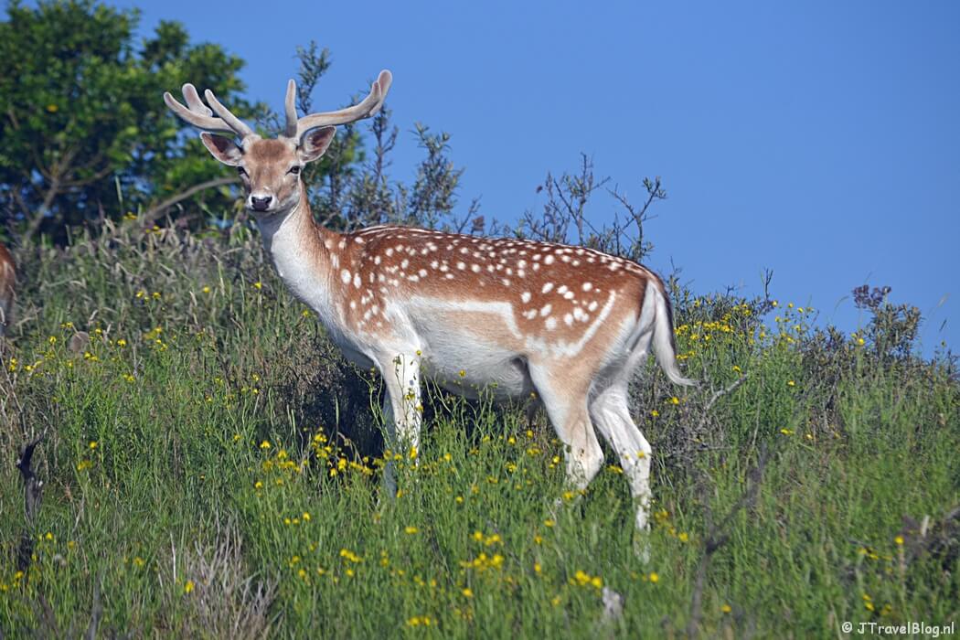 Een damhert in de Amsterdamse Waterleidingduinen, juli 2021