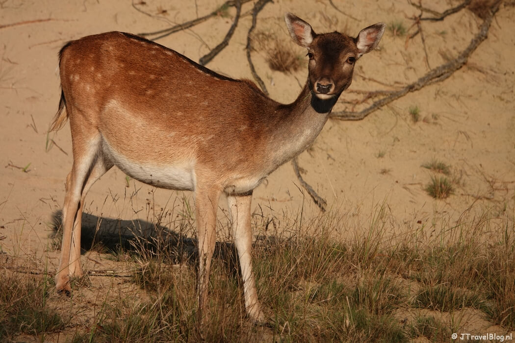 De originele foto van een damhert in de avondzon in de Amsterdamse Waterleidingduinen