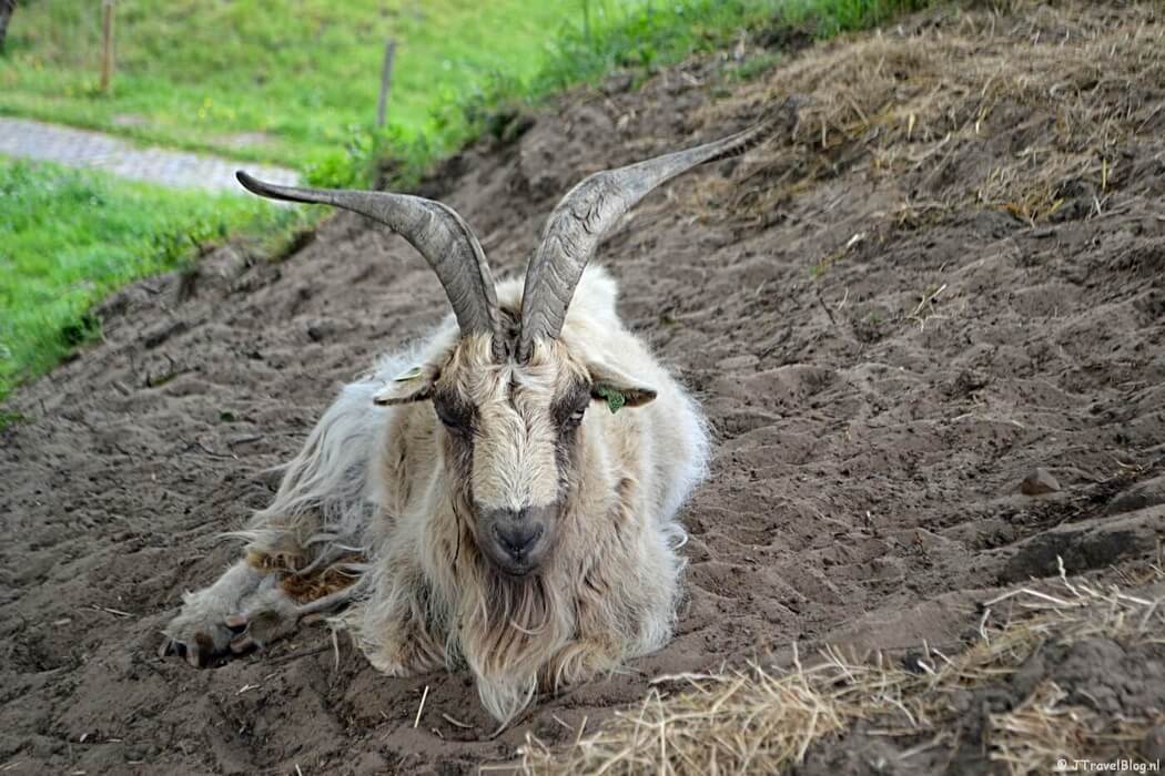 Een geit in het Nederlands Vestingmuseum in Naarden
