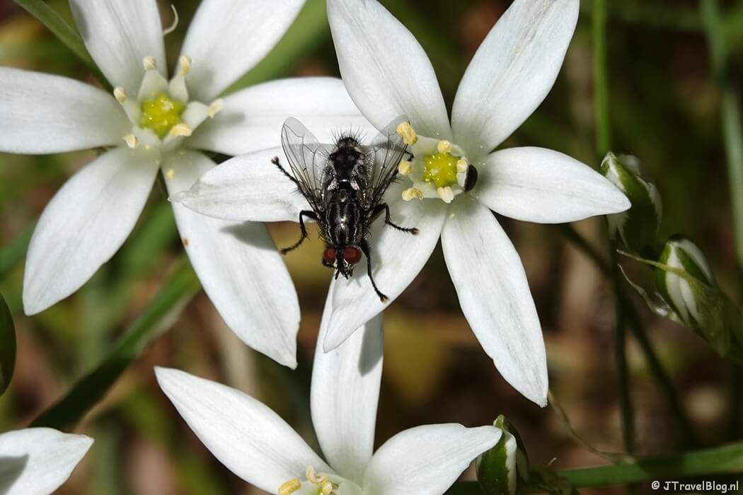 Een lelie op Buitenplaats Elswout tijdens de Trage Tocht Haarlem