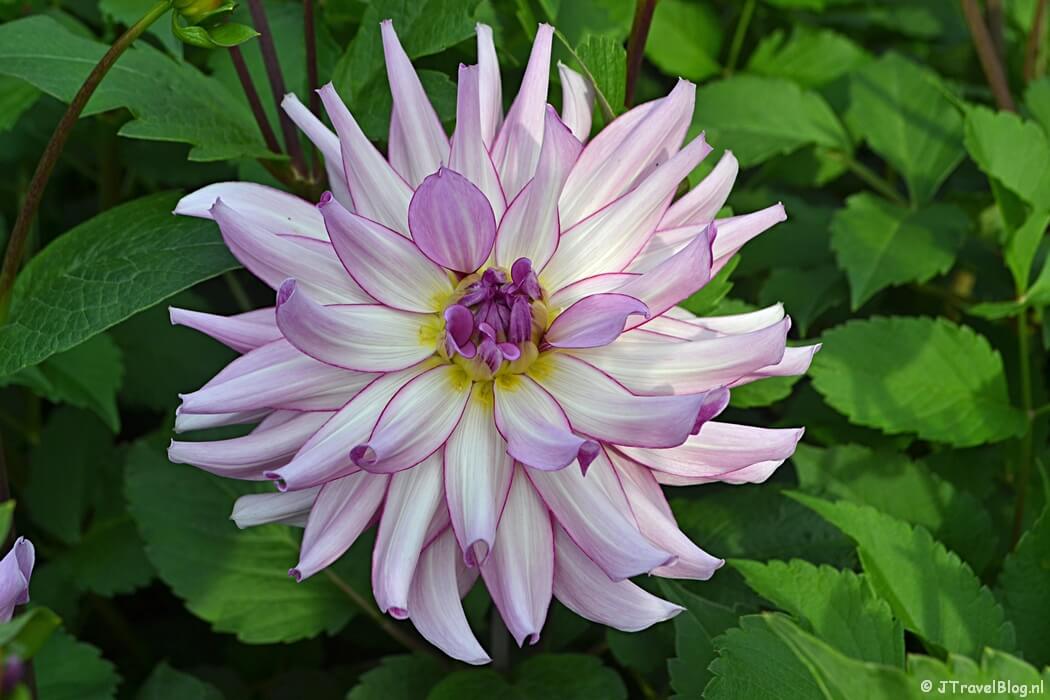 Dahlia bij Kasteel Keukenhof in Lisse
