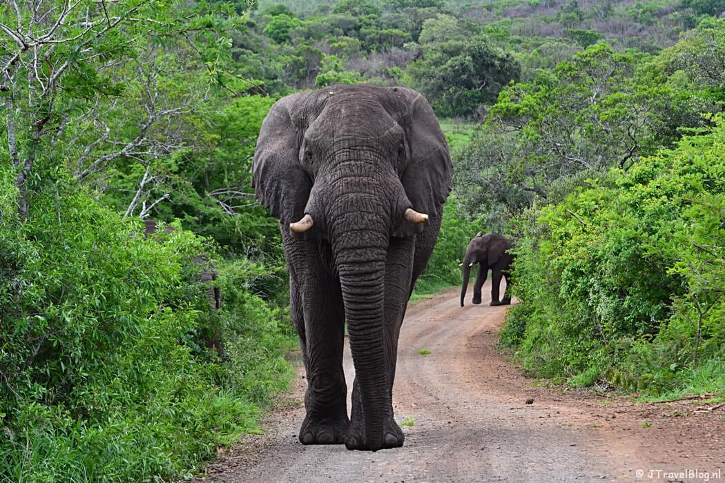 Een olifant in het Hluhluwe-Imfolozi Game Reserve in Zuid-Afrika