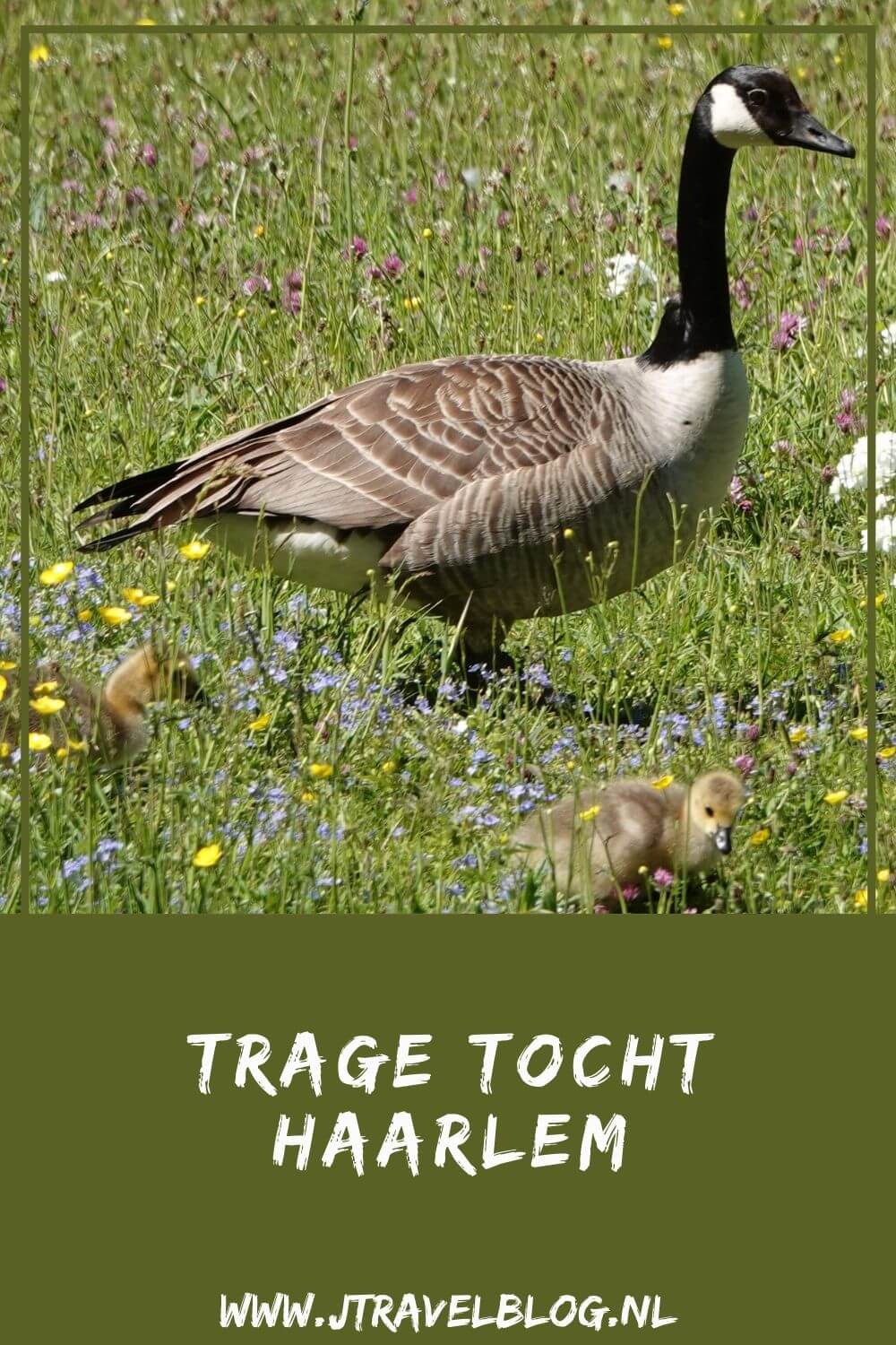 Ik liep de Trage Tocht Haarlem: een stadse tocht via de Bolwerken, Buitenplaats Elswout en de Haarlemmerhout. Meer over deze Trage Tocht Haarlem lees je hier. #haarlem #bolwerken #elswout #haarlemmerhout #tragetocht #stadsetocht #wandelen #jtravel #jtravelblog