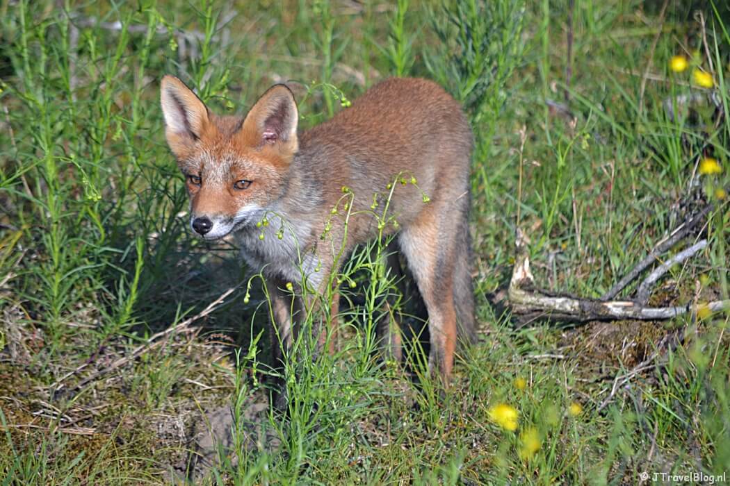 Een vos in de Amsterdamse Waterleidingduinen, juli 2021