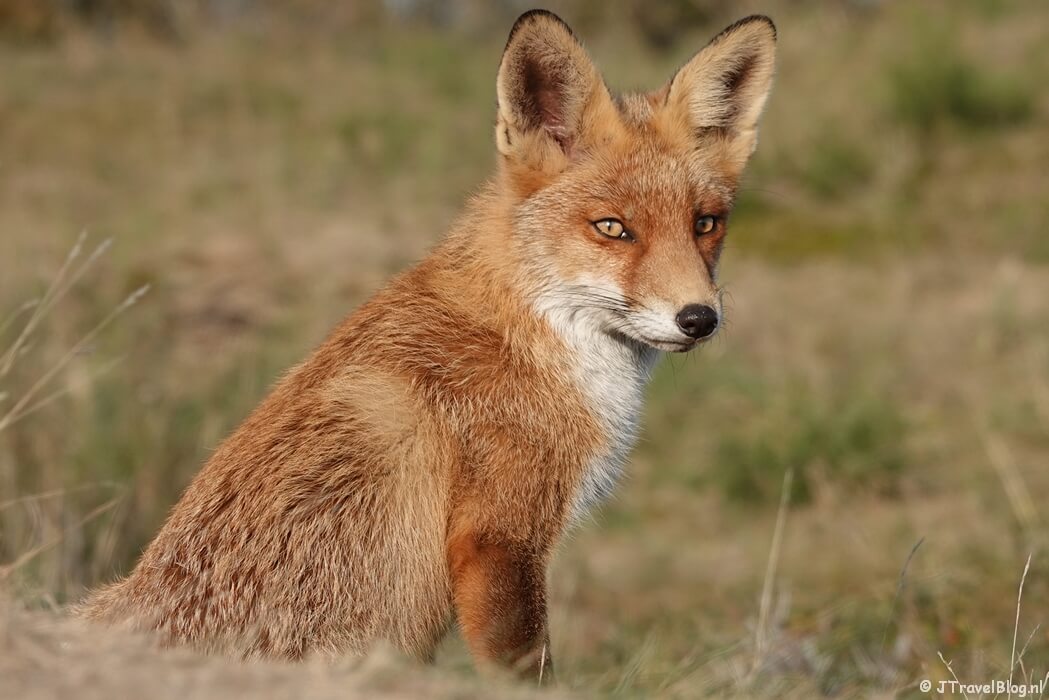Een vos in de Amsterdamse Waterleidingduinen
