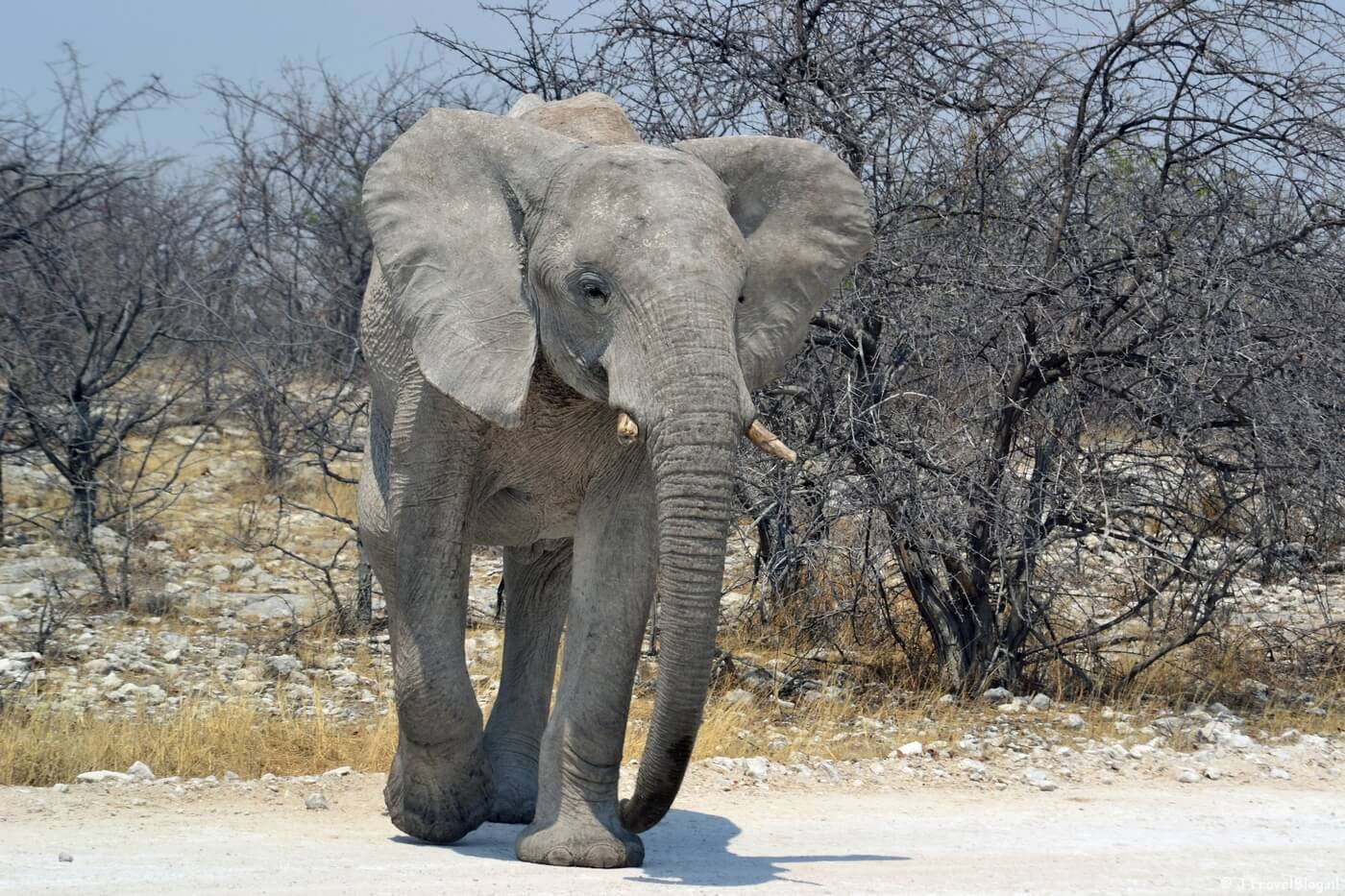 Een olifant in Etosha National Park