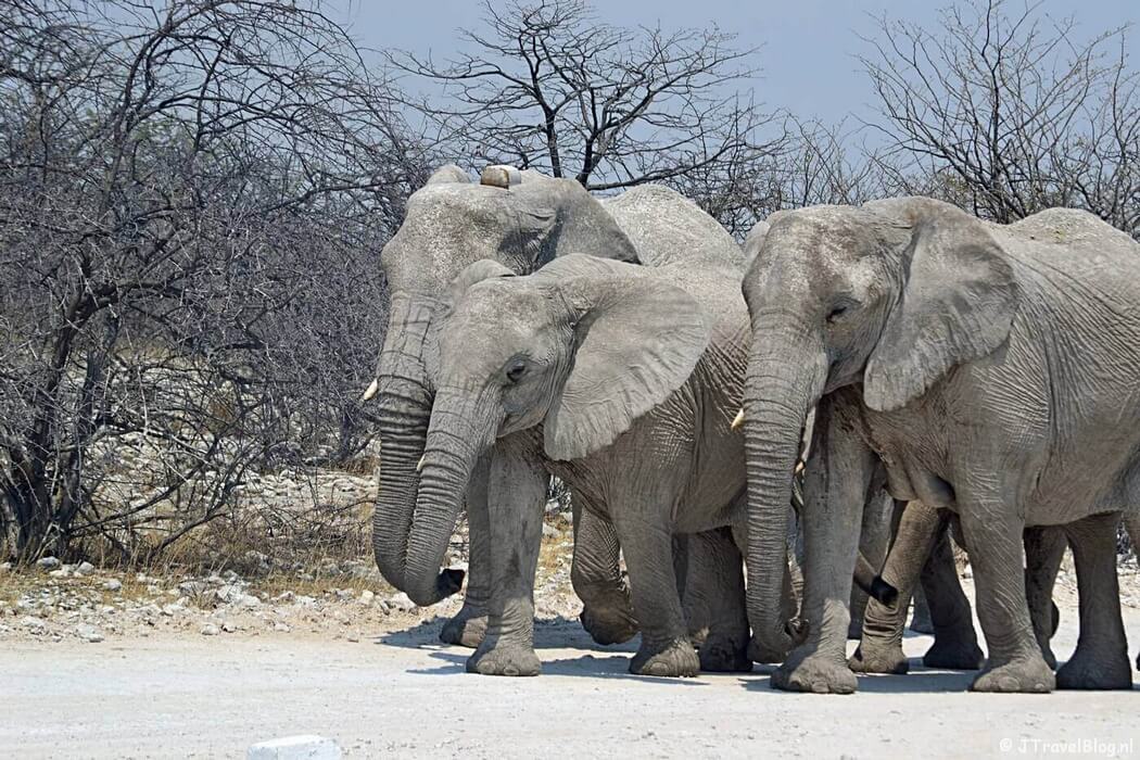 Olifanten in Etosha National Park in Namibië
