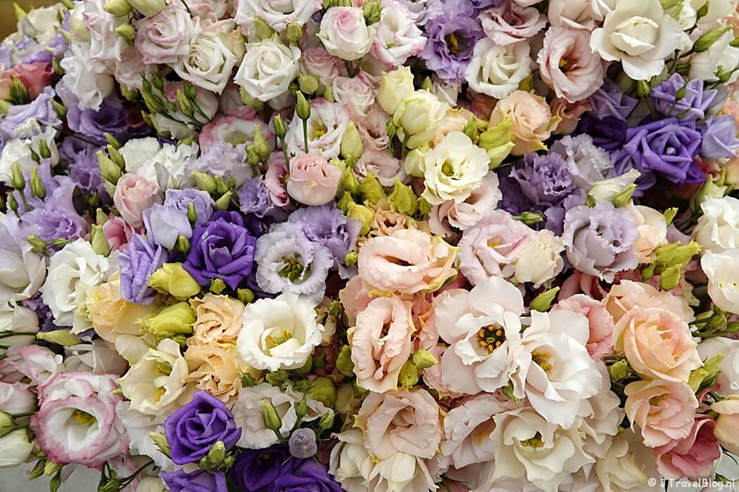 Eustoma in The Green House