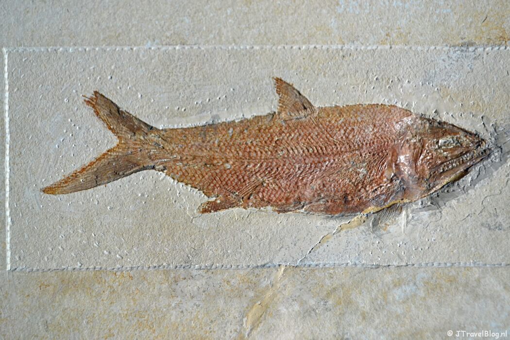 De Fossielenzaal van het Teylers Museum in Haarlem