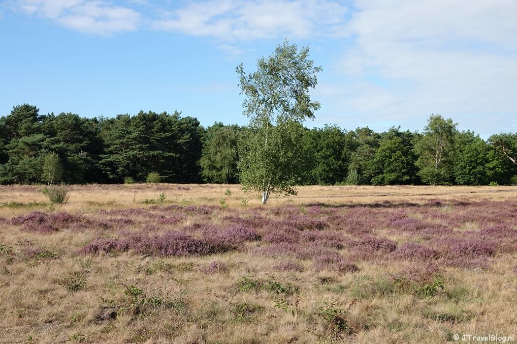 Fransche Kampheide tijdens de Trage Tocht Bussum