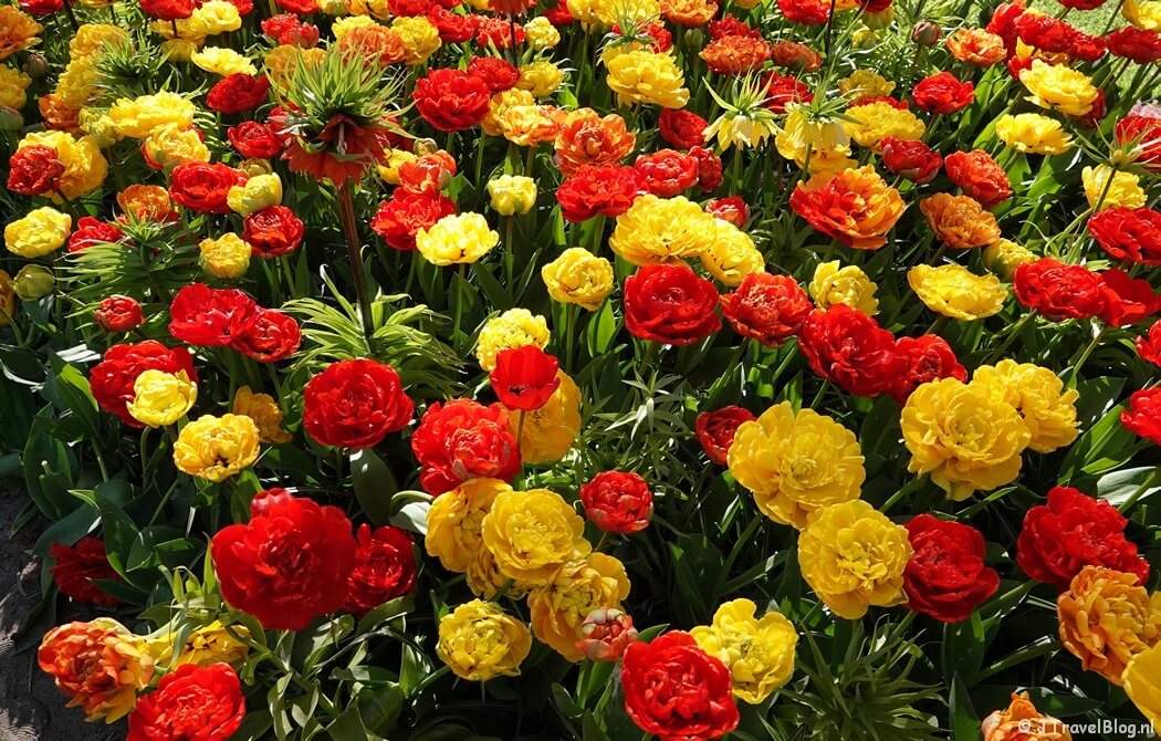 Tulpen in de Keukenhof in Lisse