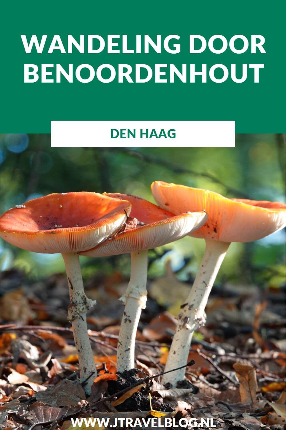 Ik maakte een wandeling door Benoordenhout in Den Haag langs het Malieveld, over de landgoederen Arendsdorp/Oostduin, Clingendael met de Oud-Hollandse en Japanse Tuin, Landgoed Oosterbeek en het Haagse Bos. Wandel je mee? #benoordenhout #denhaag #wandelen #japansetuin #landgoederen #jtravel #jtravelblog