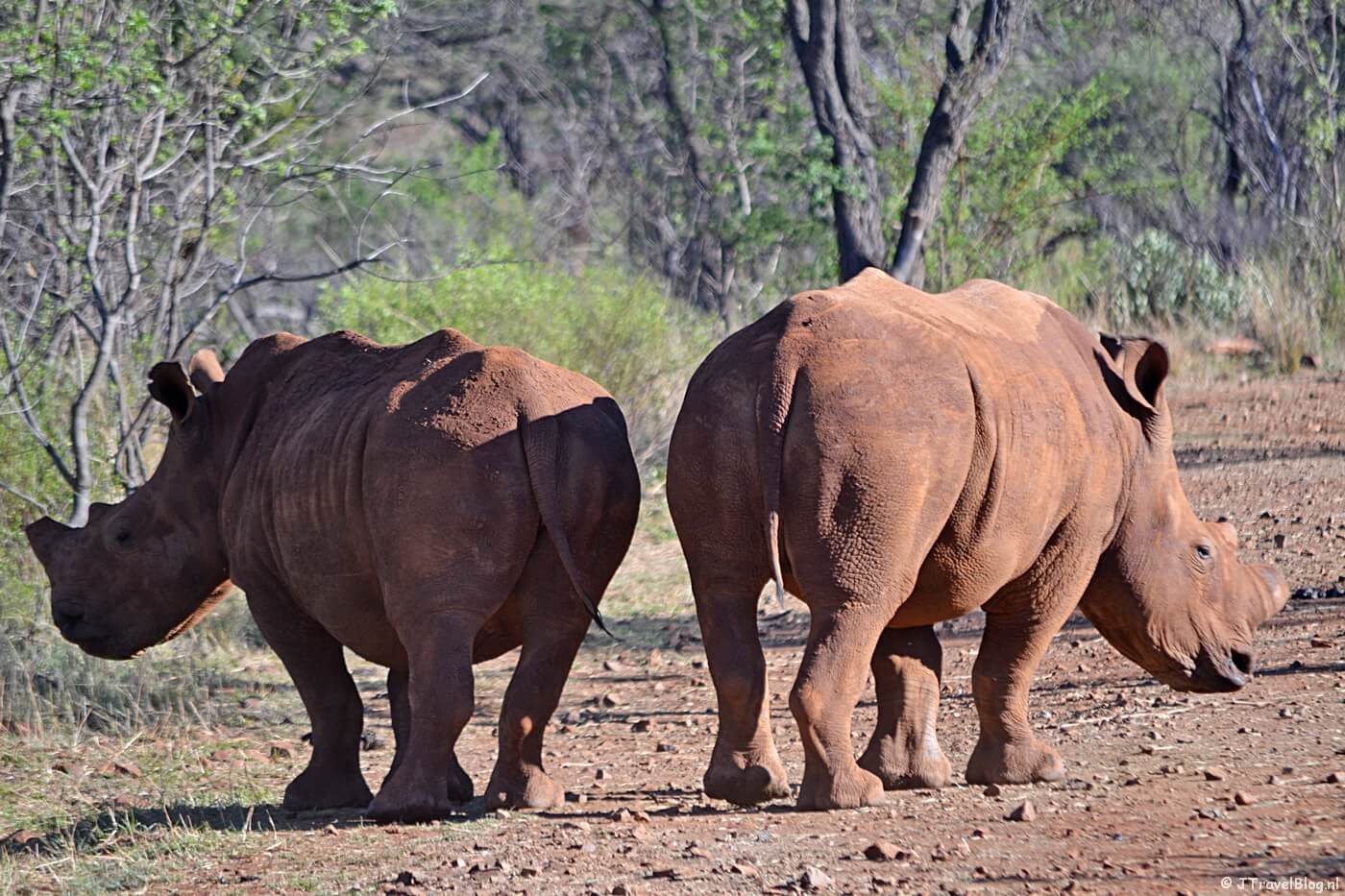 Neushoorns bij Hannah Lodge